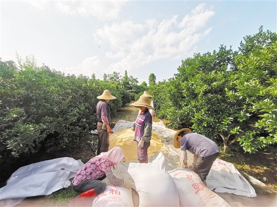 綠色有機(jī)種植已經(jīng)成為會(huì)城新會(huì)柑種植行業(yè)的共識(shí)，圖為種植戶為柑田準(zhǔn)備豆粕等有機(jī)肥。