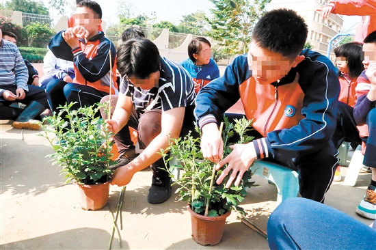江門市特殊教育學校職高園藝班的同學們整理要義賣的盆栽。張翠玲