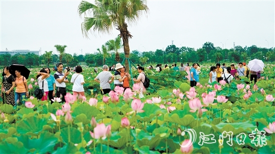梅江農業(yè)生態(tài)園迎來大批市民游客前來打卡。