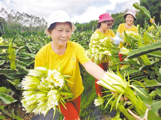 美麗的霸王花吸引游客前來拍照打卡并采摘。