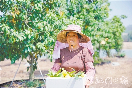 宅梧鎮(zhèn)鳳鳴谷果園的黃晶果迎來第二輪豐收。