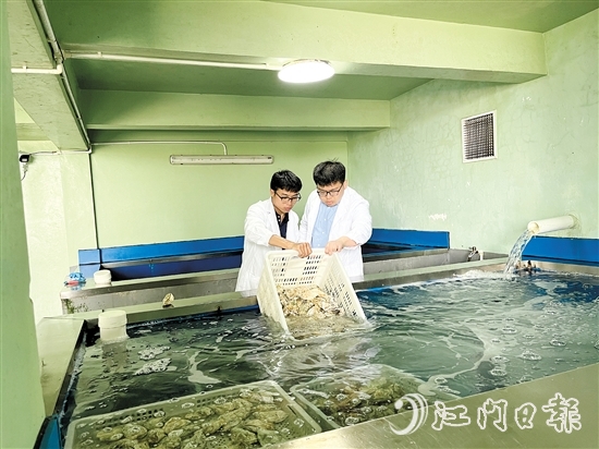 阮奇珺團(tuán)隊深入海上蠔排、生蠔凈化工廠，實地考察生蠔養(yǎng)殖環(huán)境。