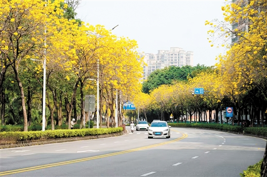 黃花風(fēng)鈴木盛放，成為江門一道美麗風(fēng)景。