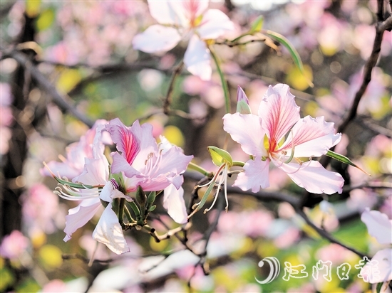 在沙坪河南岸濕地公園，宮粉紫荊燦爛綻放。