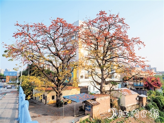 沙坪街道谷埠橋頭挺立著兩株高大的木棉花，花朵落下，為房屋和街道染上一片“英雄色”。
