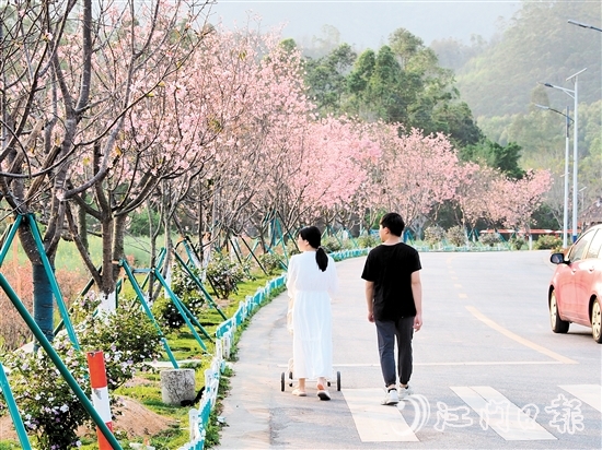 鶴城鎮(zhèn)城西村忠心崗櫻花大道迎來了櫻花盛開的時節(jié)，游客們在櫻花香中漫步。