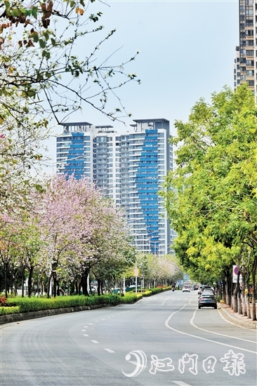 鶴山市沙坪街道容章路迎來宮粉紫荊的盛花期。