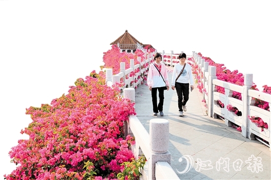 走進沙坪街道北湖公園，在九曲橋兩側(cè)，怒放的三角梅形成一條“水上花廊”。