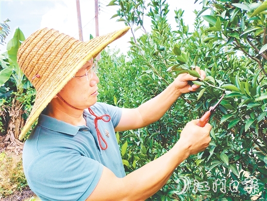 葉朝勝正為新會柑樹修剪枝葉。