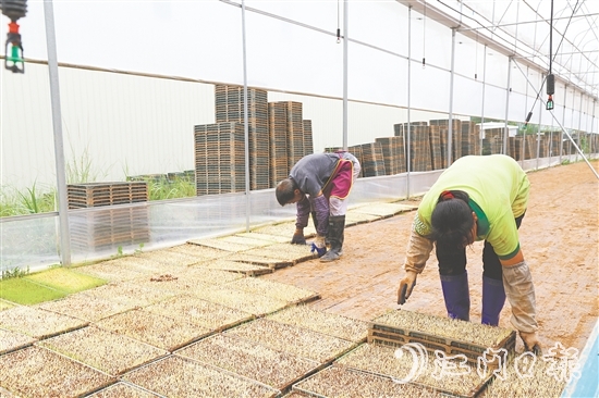 江門(mén)市德稻農(nóng)業(yè)種植合作社育秧中心年產(chǎn)32萬(wàn)盤(pán)秧苗，不僅滿足周邊種植大戶的需求，還將秧苗賣(mài)到了大灣區(qū)和江西。