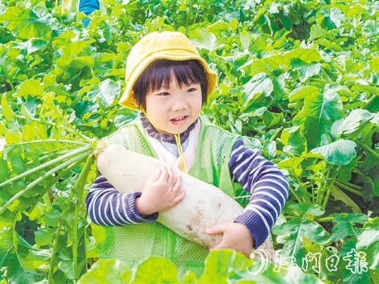 崖門甜水蘿卜肉質(zhì)細(xì)膩、清甜無渣。