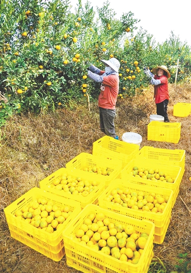 恩平壯大茶枝柑產業(yè)，帶動農戶增收致富。