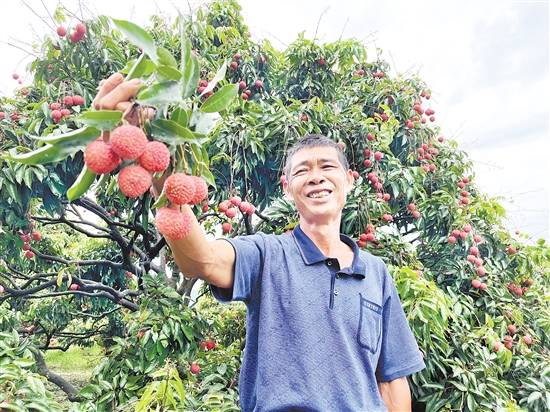 今年宅梧荔枝大豐收，總產(chǎn)量預(yù)計(jì)約250萬(wàn)公斤。