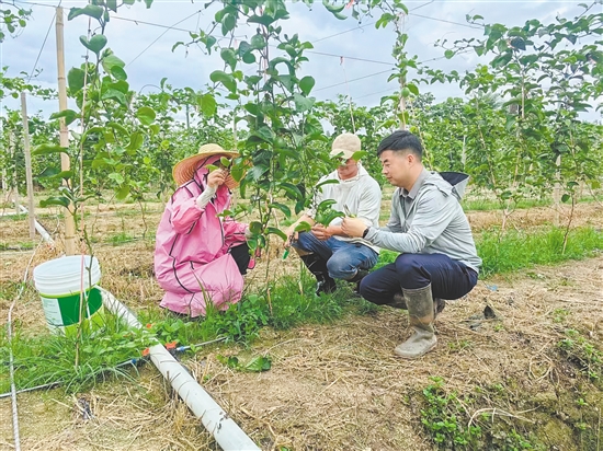 市政府辦公室創(chuàng)新引入“三方合作”機制，引進(jìn)黃金百香果等系列農(nóng)產(chǎn)品種植項目。圖為駐鎮(zhèn)幫扶干部與種植戶在探討黃金百香果種植技術(shù)。